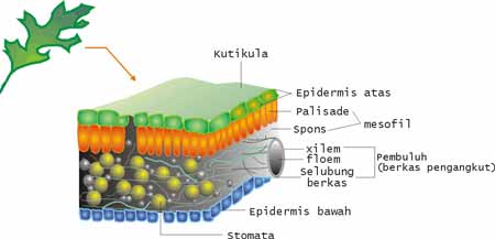 Detail Gambar Jaringan Epidermis Pada Tumbuhan Nomer 40