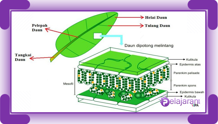 Detail Gambar Jaringan Epidermis Pada Tumbuhan Nomer 47