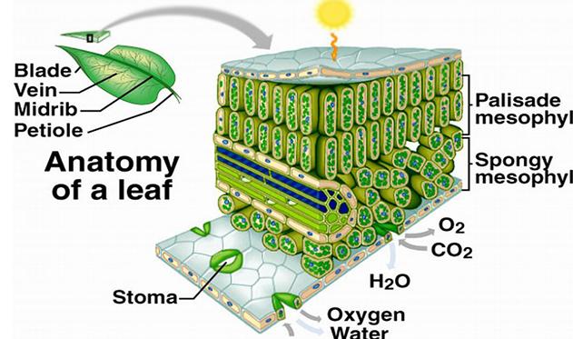 Detail Gambar Jaringan Epidermis Pada Tumbuhan Nomer 48