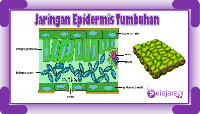 Detail Gambar Jaringan Epidermis Tumbuhan Nomer 2