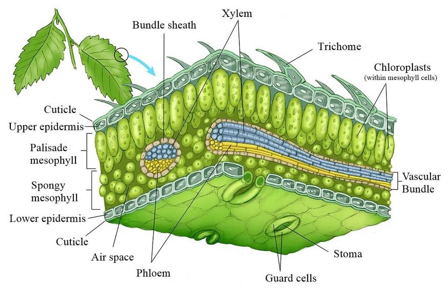 Detail Gambar Jaringan Epidermis Tumbuhan Nomer 12