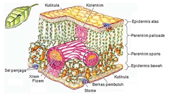 Detail Gambar Jaringan Epidermis Tumbuhan Nomer 17