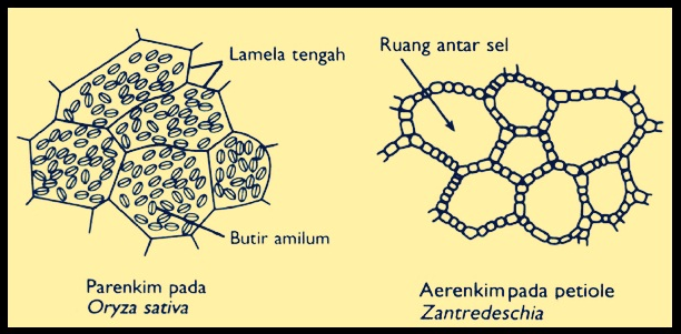 Detail Gambar Jaringan Epidermis Tumbuhan Nomer 18