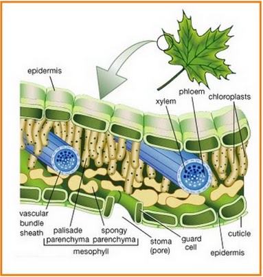 Detail Gambar Jaringan Epidermis Tumbuhan Nomer 29