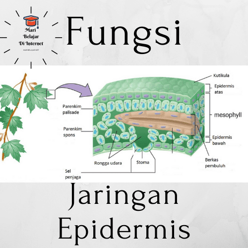 Detail Gambar Jaringan Epidermis Tumbuhan Nomer 30