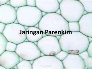 Detail Gambar Jaringan Epidermis Tumbuhan Nomer 35