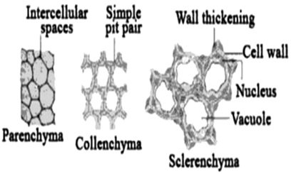 Detail Gambar Jaringan Epidermis Tumbuhan Nomer 36