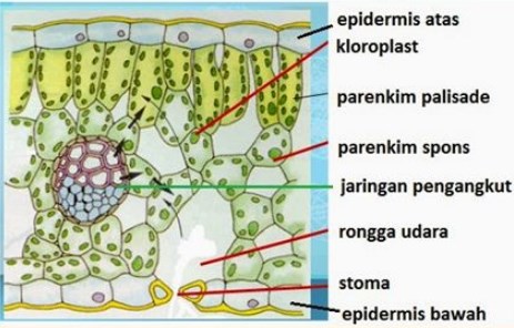 Detail Gambar Jaringan Epidermis Tumbuhan Nomer 37