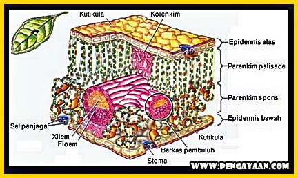 Detail Gambar Jaringan Epidermis Tumbuhan Nomer 39