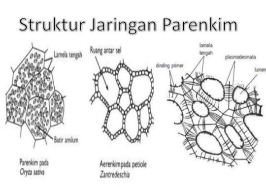 Detail Gambar Jaringan Epidermis Tumbuhan Nomer 41