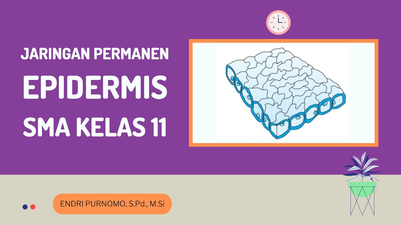 Detail Gambar Jaringan Epidermis Tumbuhan Nomer 43