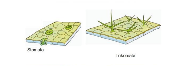 Detail Gambar Jaringan Epidermis Tumbuhan Nomer 6