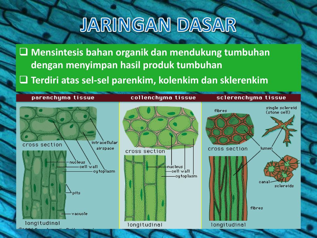 Detail Gambar Jaringan Epidermis Tumbuhan Nomer 51