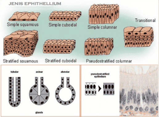 Detail Gambar Jaringan Epitel Nomer 11