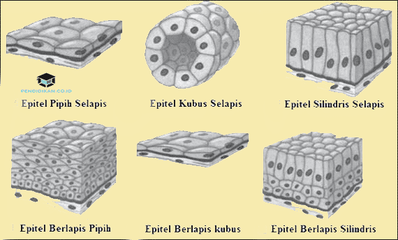 Detail Gambar Jaringan Epitel Nomer 12