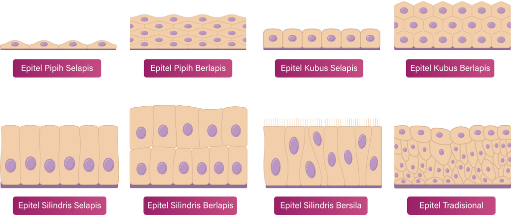 Detail Gambar Jaringan Epitel Nomer 23