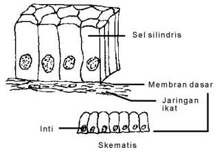 Detail Gambar Jaringan Epitel Nomer 34