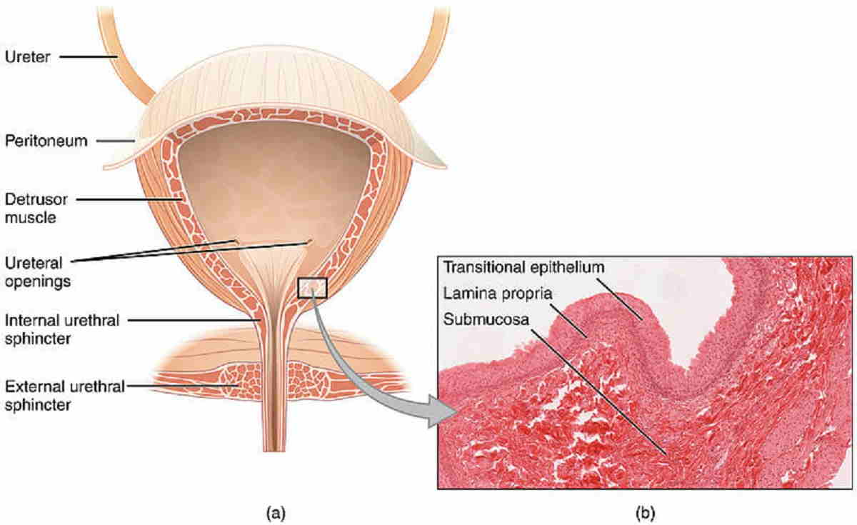 Detail Gambar Jaringan Epitel Nomer 41