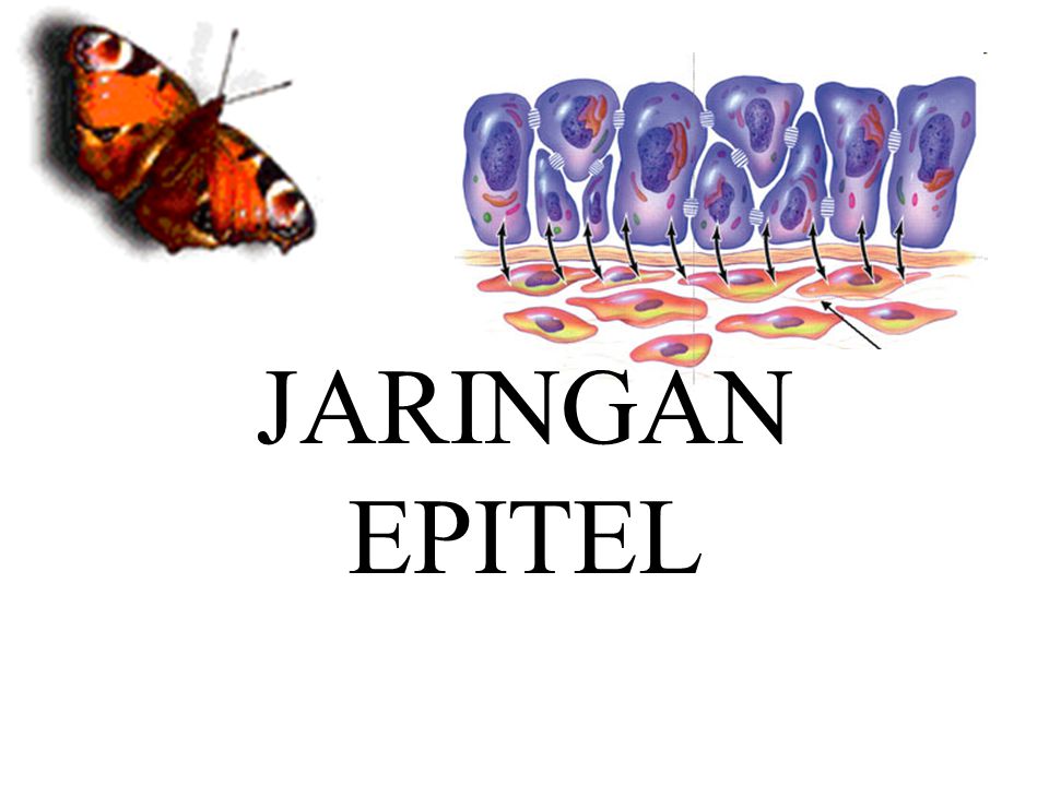 Detail Gambar Jaringan Epitel Nomer 50