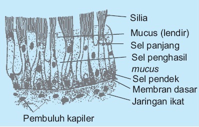 Detail Gambar Jaringan Epitel Berlapis Banyak Semu Nomer 12