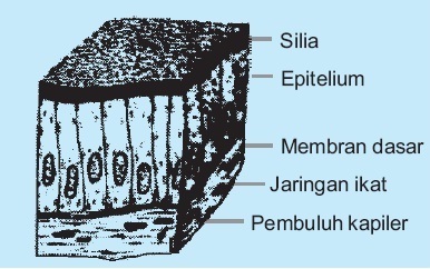 Detail Gambar Jaringan Epitel Berlapis Banyak Semu Nomer 13