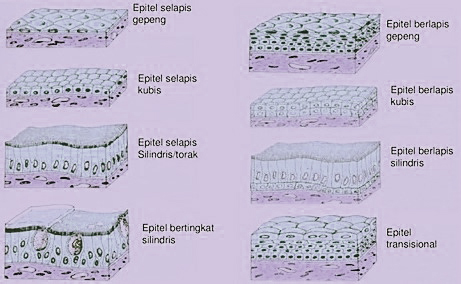 Detail Gambar Jaringan Epitel Berlapis Banyak Semu Nomer 24