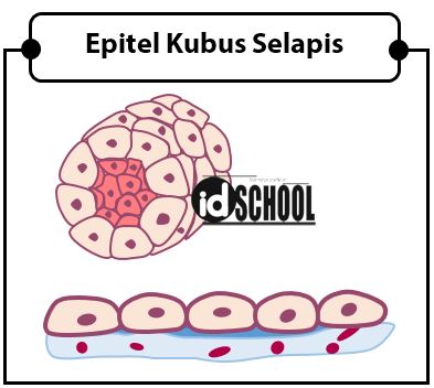 Detail Gambar Jaringan Epitel Berlapis Banyak Semu Nomer 31