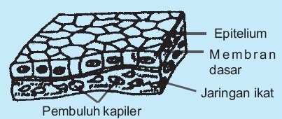 Detail Gambar Jaringan Epitel Berlapis Banyak Semu Nomer 39