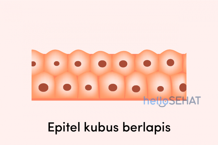 Detail Gambar Jaringan Epitel Berlapis Banyak Semu Gambar Jaringan Ikat Tkhusus Nomer 36