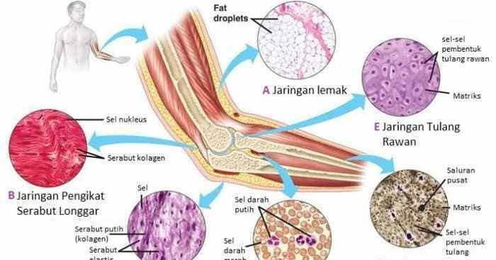 Detail Gambar Jaringan Epitel Berlapis Banyak Semu Gambar Jaringan Ikat Tkhusus Nomer 42