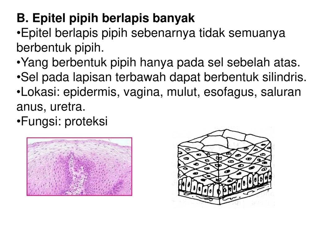 Detail Gambar Jaringan Epitel Berlapis Banyak Semu Gambar Jaringan Ikat Tkhusus Nomer 50