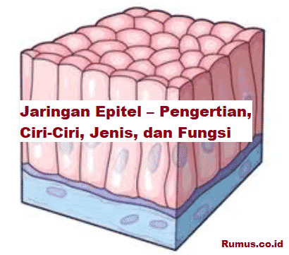 Detail Gambar Jaringan Epitel Dan Letak Nomer 17