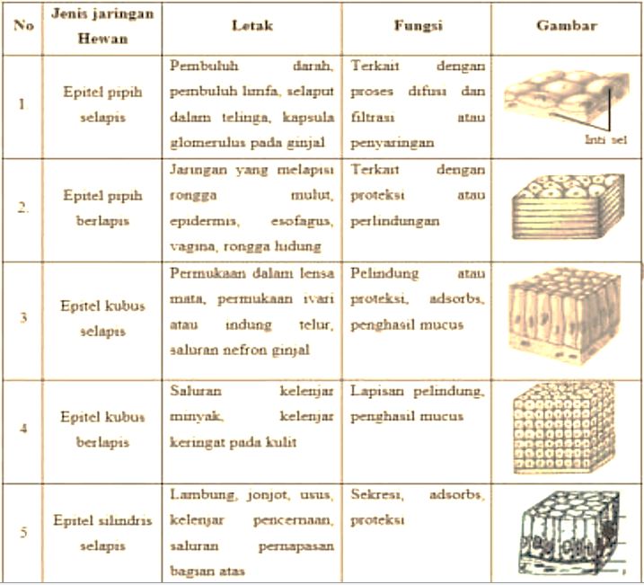 Detail Gambar Jaringan Epitel Dan Letak Nomer 3