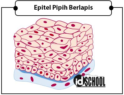 Detail Gambar Jaringan Epitel Dan Letak Nomer 24
