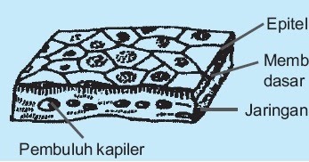 Detail Gambar Jaringan Epitel Dan Letak Nomer 32