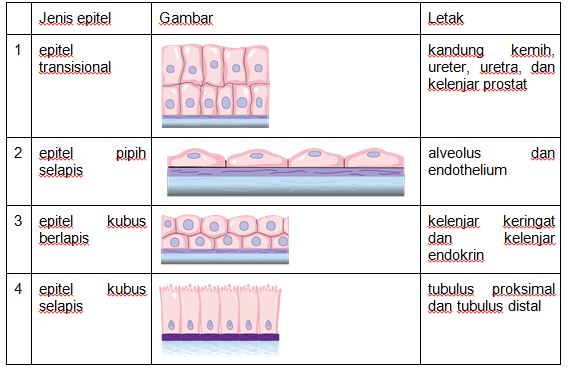 Detail Gambar Jaringan Epitel Dan Letak Nomer 33