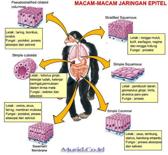 Detail Gambar Jaringan Epitel Dan Letak Nomer 34