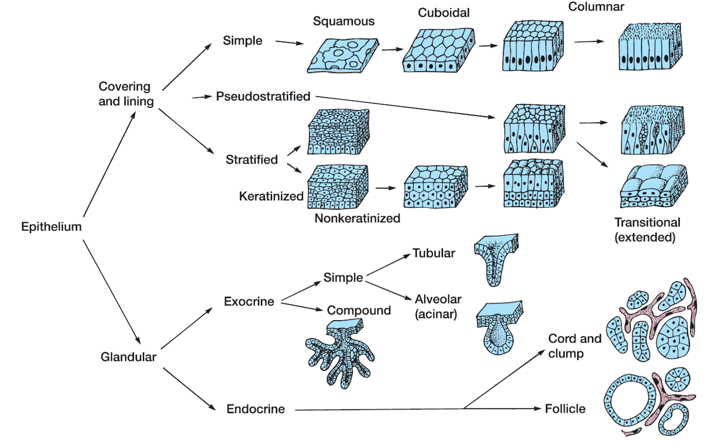 Detail Gambar Jaringan Epitel Dan Letak Nomer 40