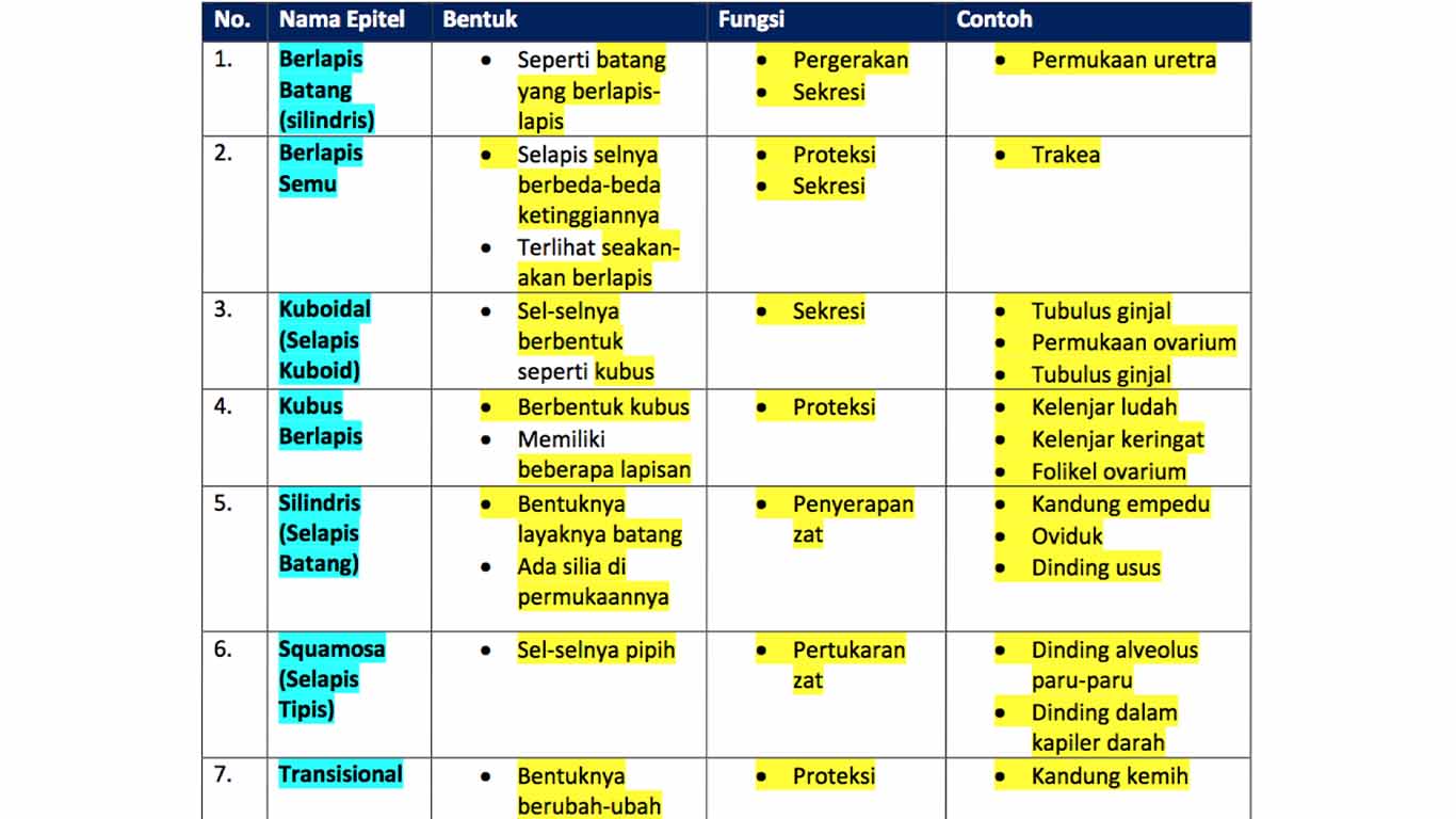 Detail Gambar Jaringan Epitel Dan Letak Nomer 43