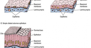 Detail Gambar Jaringan Epitel Dan Letak Nomer 44