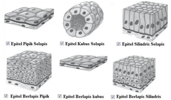 Detail Gambar Jaringan Epitel Dan Letak Nomer 10