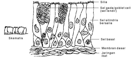 Detail Gambar Jaringan Epitel Kelenjar Nomer 20