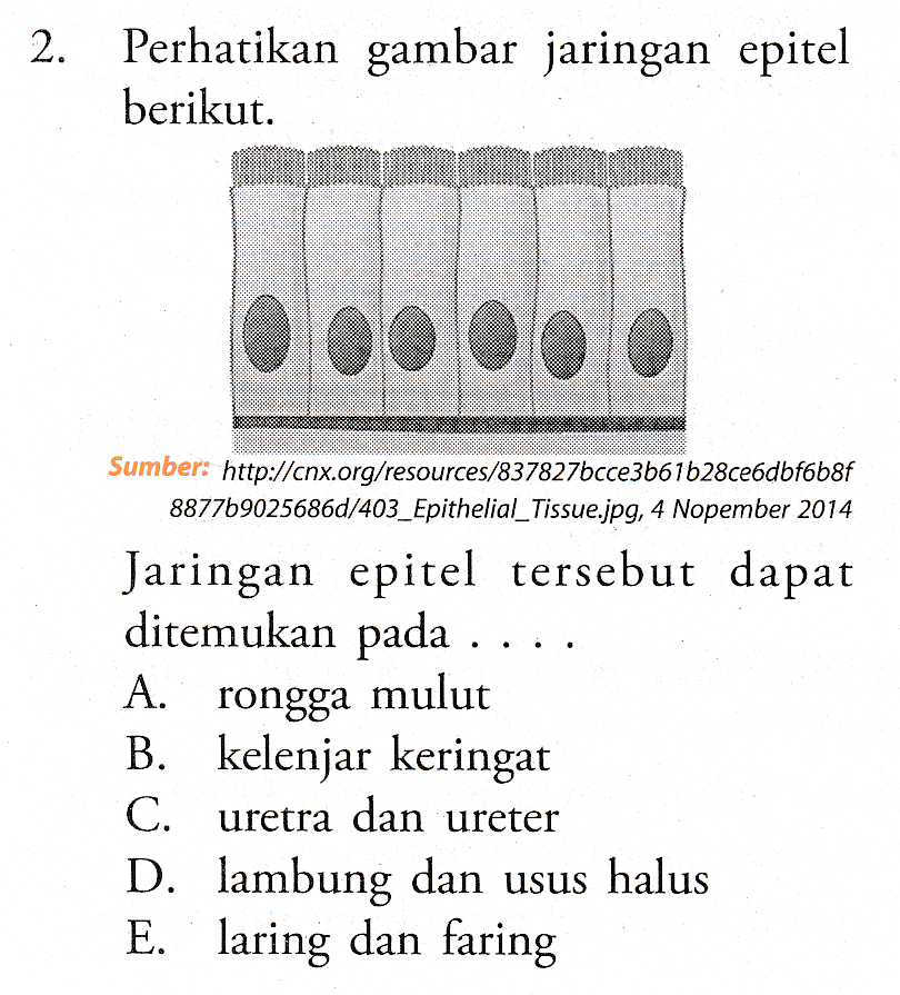 Detail Gambar Jaringan Epitel Kelenjar Nomer 31