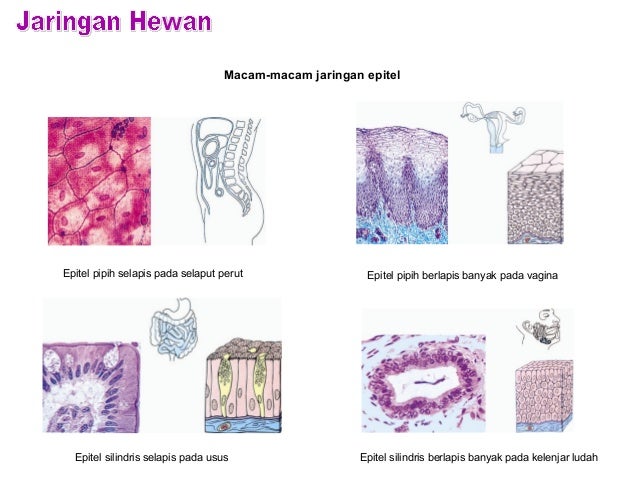 Detail Gambar Jaringan Epitel Kelenjar Nomer 38