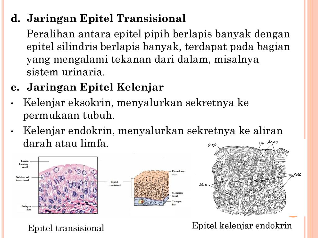 Detail Gambar Jaringan Epitel Kelenjar Nomer 43