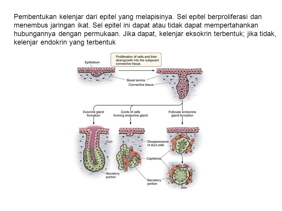 Detail Gambar Jaringan Epitel Kelenjar Nomer 52