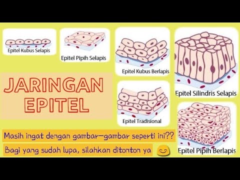 Detail Gambar Jaringan Epitel Kubus Nomer 37