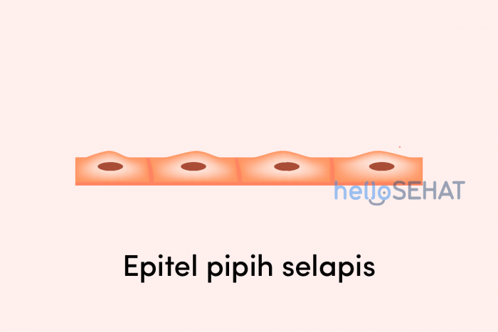 Detail Gambar Jaringan Epitel Kubus Selapis Nomer 29