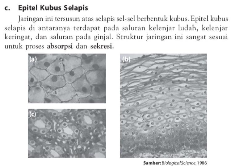 Detail Gambar Jaringan Epitel Kubus Selapis Nomer 53