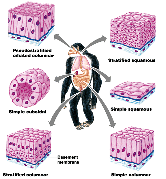 Detail Gambar Jaringan Epitel Pada Hewan Nomer 15